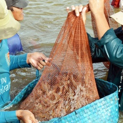 Ngành tôm Việt đón “sóng” chuyển dịch đầu tư từ Trung Quốc